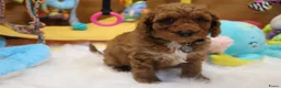 Kruising honden te koop: Prachtig mini Australian labradoodle pupjes - Advertentie 8