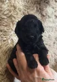 Australian Labradoodle Puppy 3