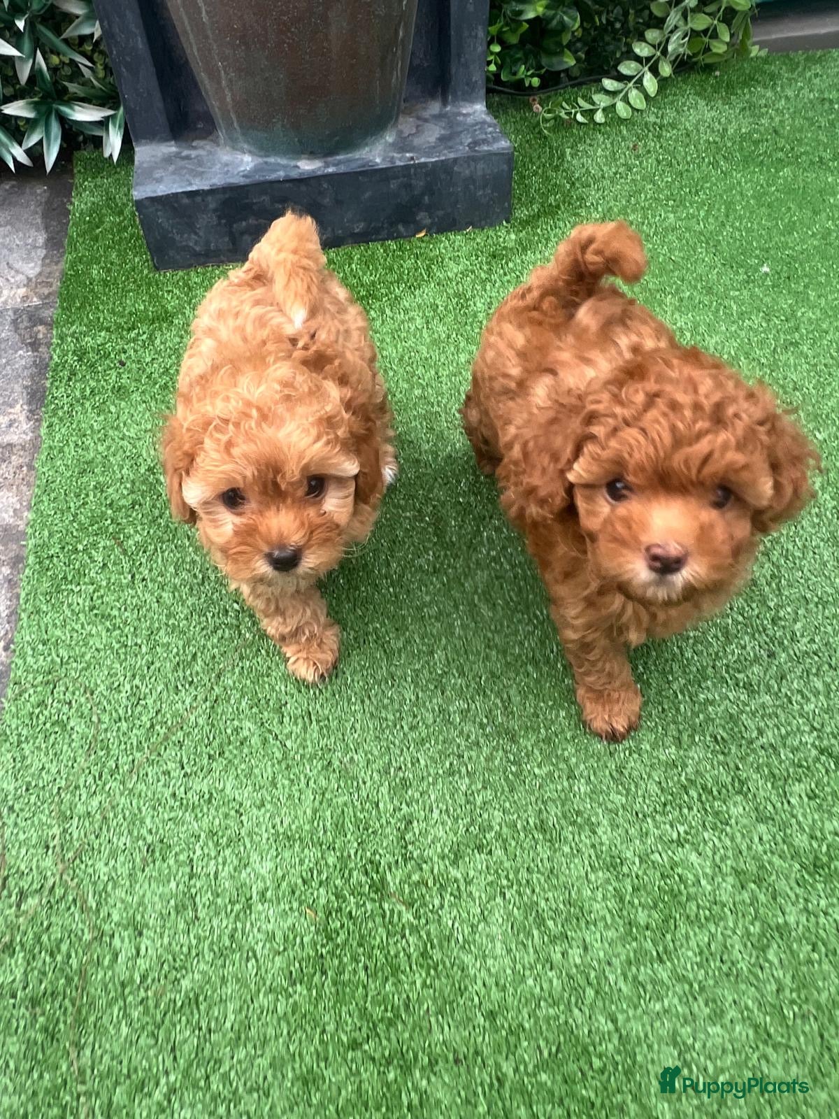 Poedel Toy honden Toy poedel puppy’s zoeken een gouden mandje  - Advertentie 1