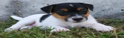 Jack Russel Terriër honden te koop: Lieve Jack Russell pups - Advertentie 4