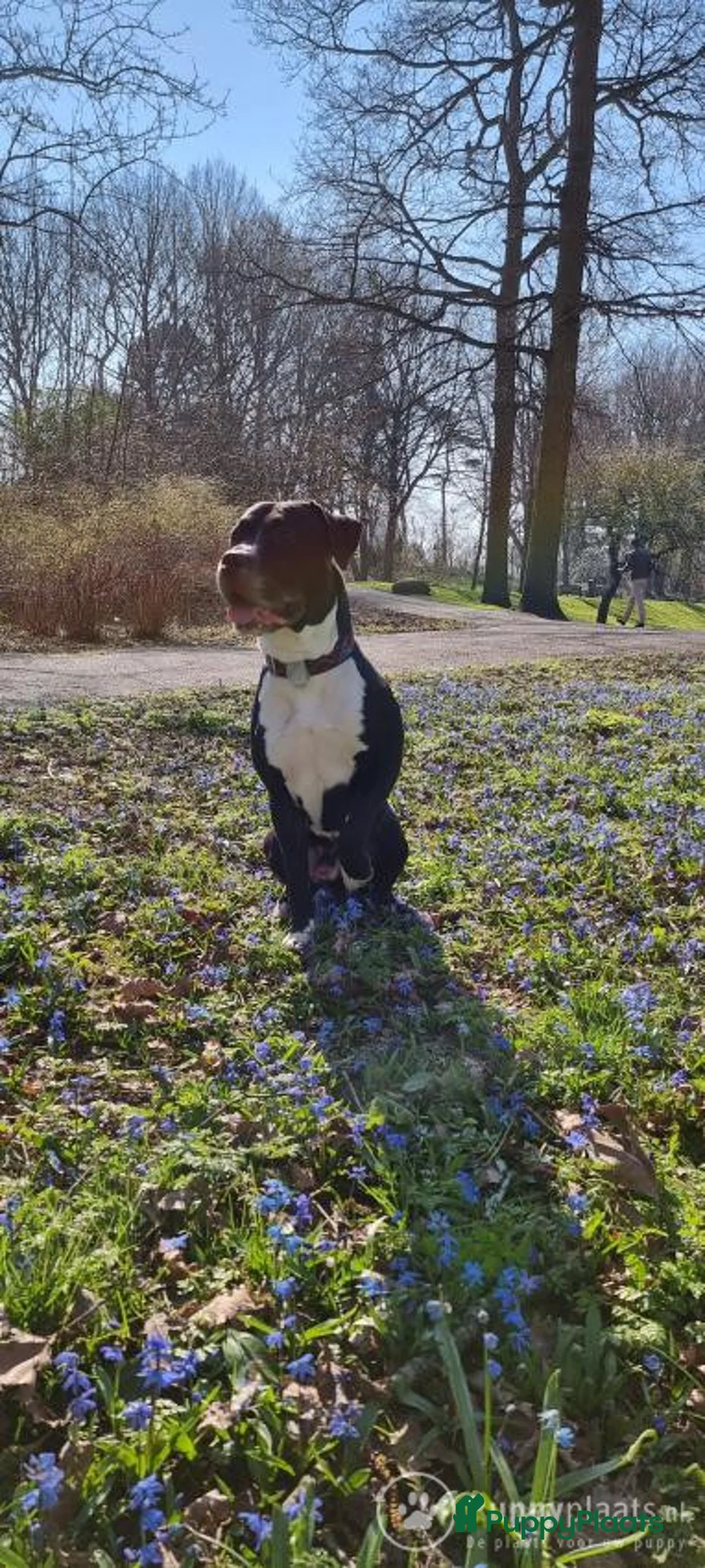 Kruising honden ter dekking: Prachtige stevige Pitbull/Argentijnse dog met zacht karakter aangeboden voor dekking in Rotterdam - Advertentie 4