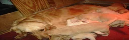 Golden Retriever honden te koop: Golden retriever pups - Advertentie 4