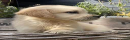 Golden Retriever honden te koop: Golden retriever pups - Advertentie 6