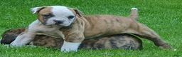 Amerikaanse Bulldog honden te koop: Prachtige Amerikaanse bulldog pups met stamboom - Advertentie 3