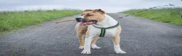 American Staffordshire Terriër honden te koop: Kay - 9 maanden American Staffordshire Terrier FCI - Advertentie 4