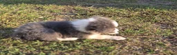Border Collie honden te koop: Prachtige Lilac en Blue border collie pups - Advertentie 15