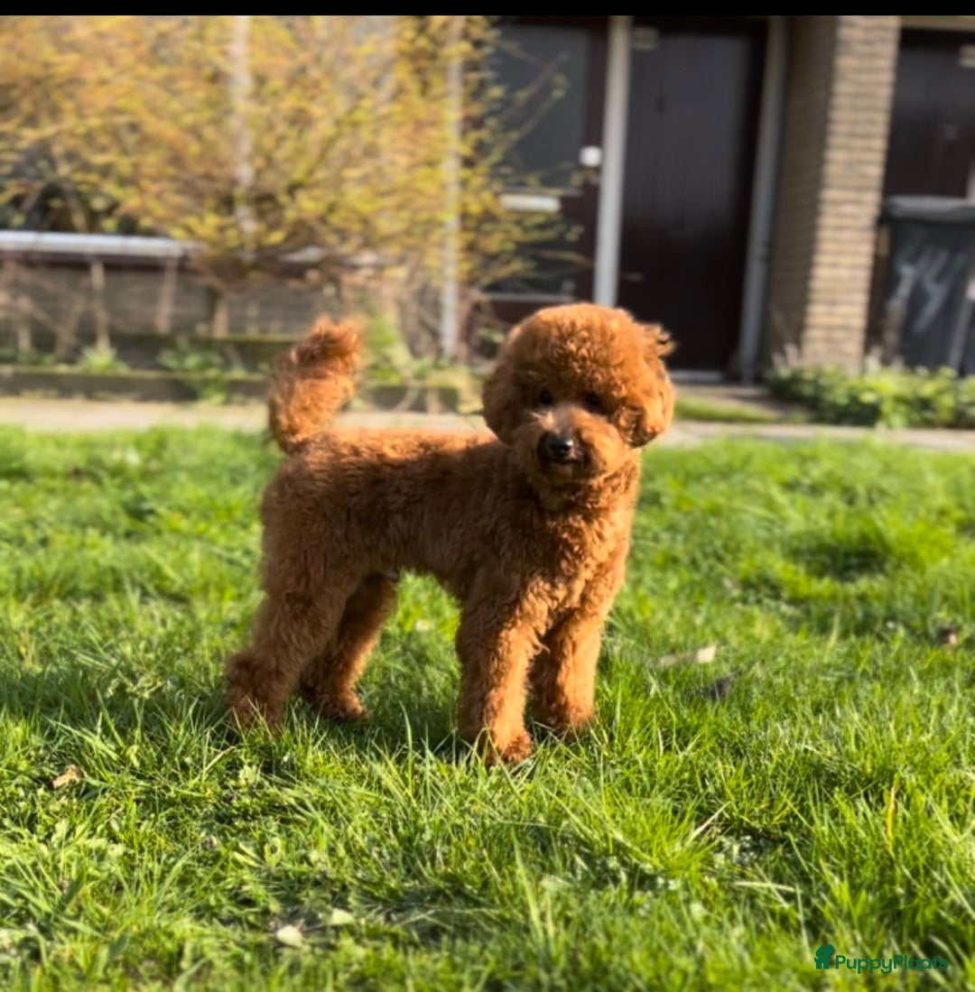 Kruising honden te koop: Laatste teefje: Orginele Amerikaanse Toy Papipoo  - Advertentie 15