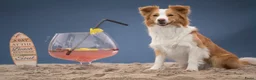 Border Collie honden te koop: Ment2Be4Ever Z-force verwacht begin oktober 2026 - Advertentie 3