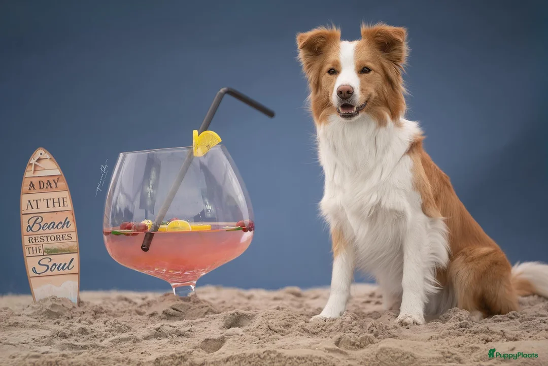 Border Collie honden te koop: Ment2Be4Ever Z-force verwacht begin oktober 2026 - Advertentie 3