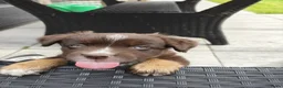 Miniature American Shepherd honden te koop: Mini American Shepherd pup teefje - Advertentie 9