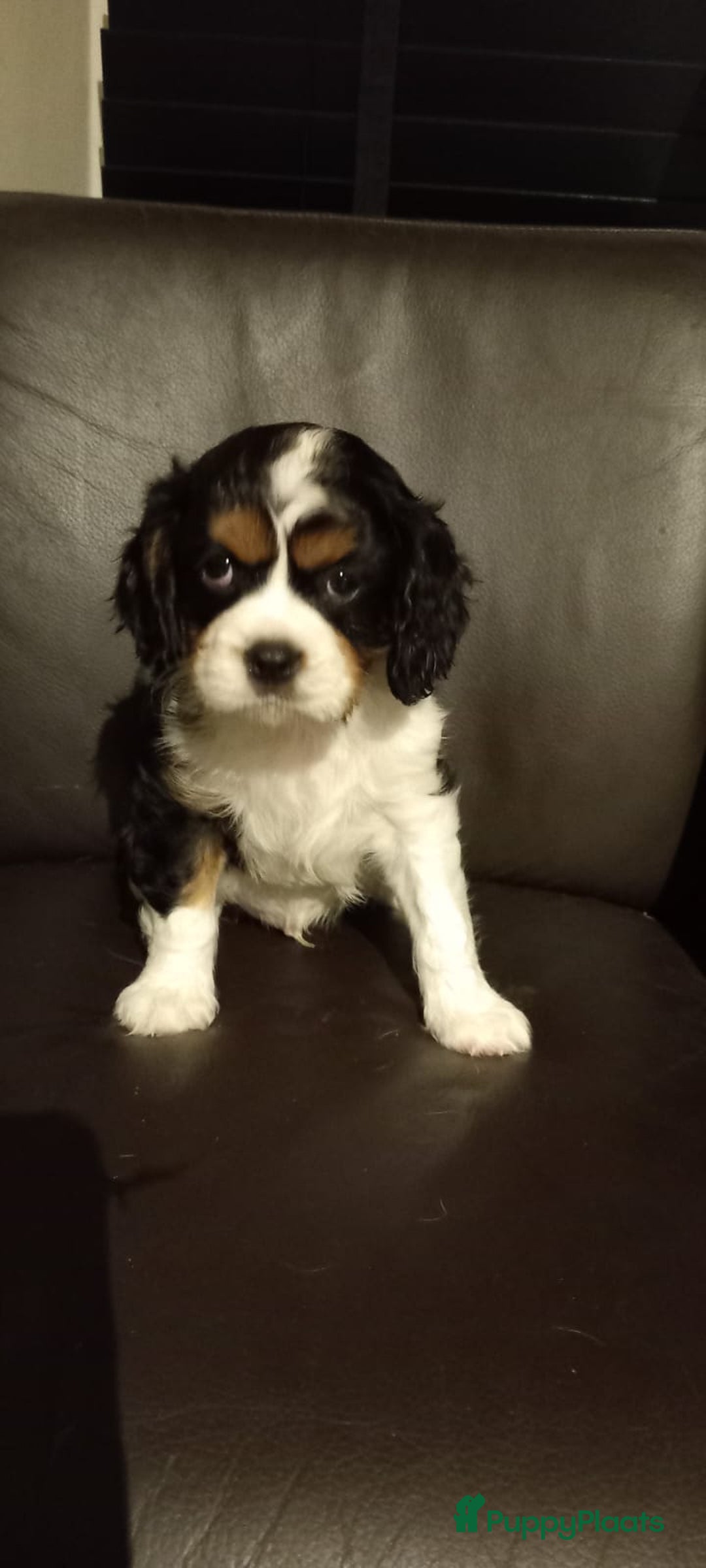 Cavalier King Charles Spaniel honden te koop: Cavaliers king charel - Advertentie 6