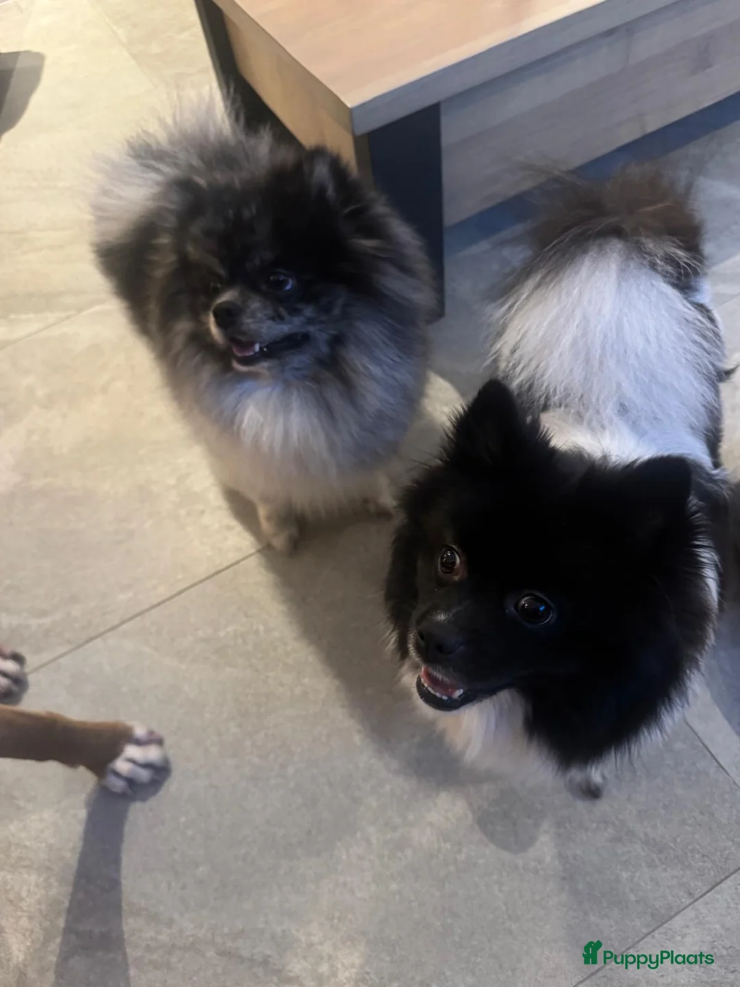 Kruising honden te koop: Teddydog  - Advertentie 6