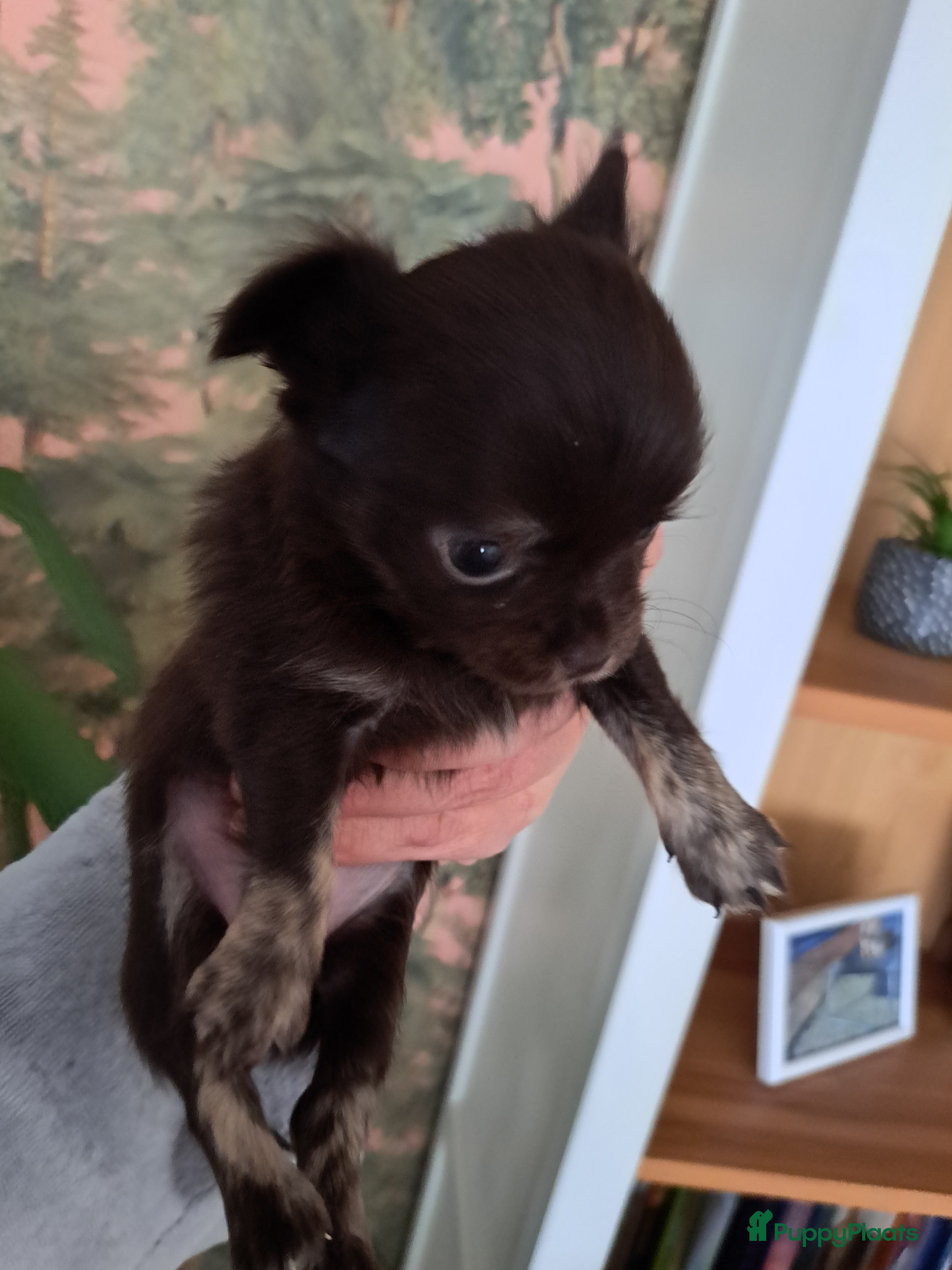 Chihuahua honden Superleuk nestje chihuahua pupjes van 3 - Advertentie 2
