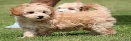 Maltipoo honden te koop: Leuke Maltipoo pups - Advertentie 16