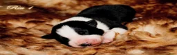 Border Collie honden te koop: Border collie pups met isds stamboom - Advertentie 4