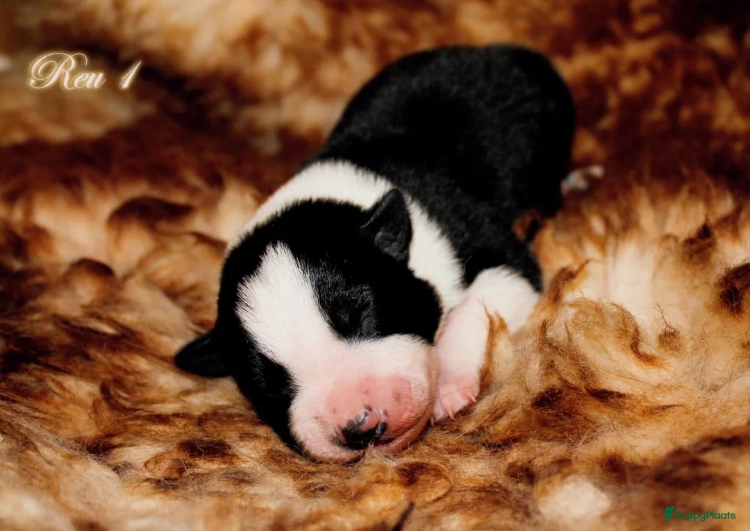 Border Collie honden te koop: Border collie pups met isds stamboom - Advertentie 4