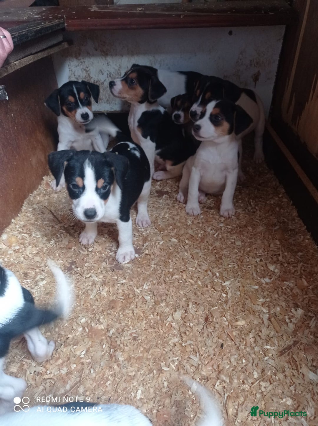 Fox Terriër Gladhaar honden te koop: Fox Terrier - Advertentie 4