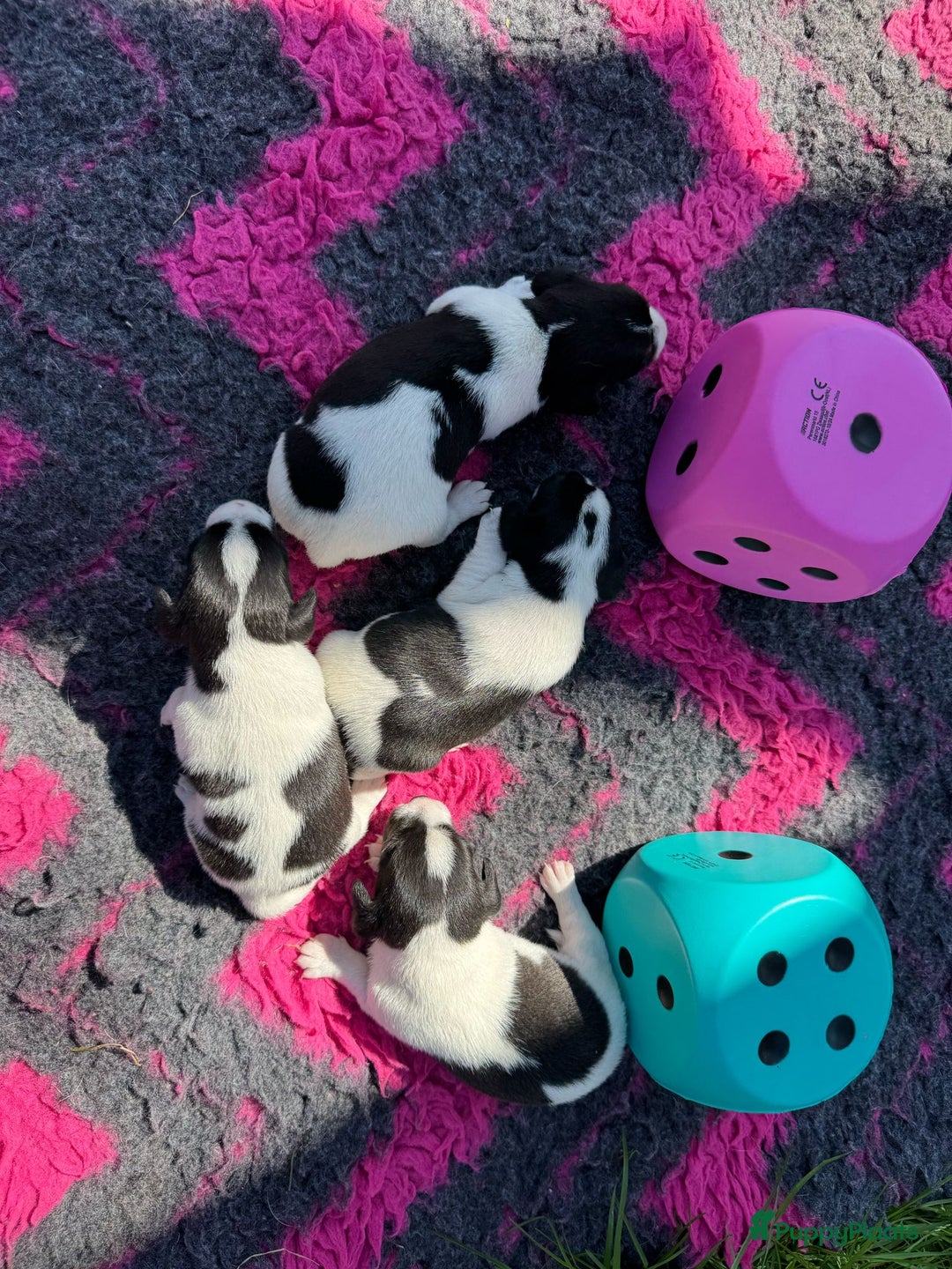 Jack Russel Terriër honden te koop: Jack russel pups (laagbenig) in Baarle-Nassau - Afbeelding 14