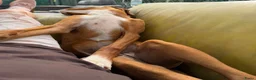 Kruising honden te koop: Ninna - Advertentie 5