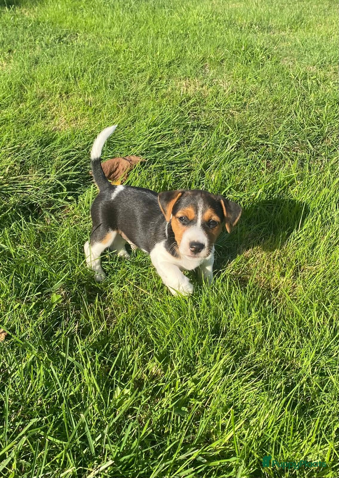 Jack Russel Terriër honden te koop: Jack russel - Advertentie 2