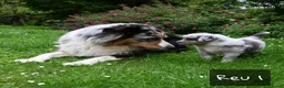 Australian Shepherd honden te koop: Australian Shepherd pups - Advertentie 2