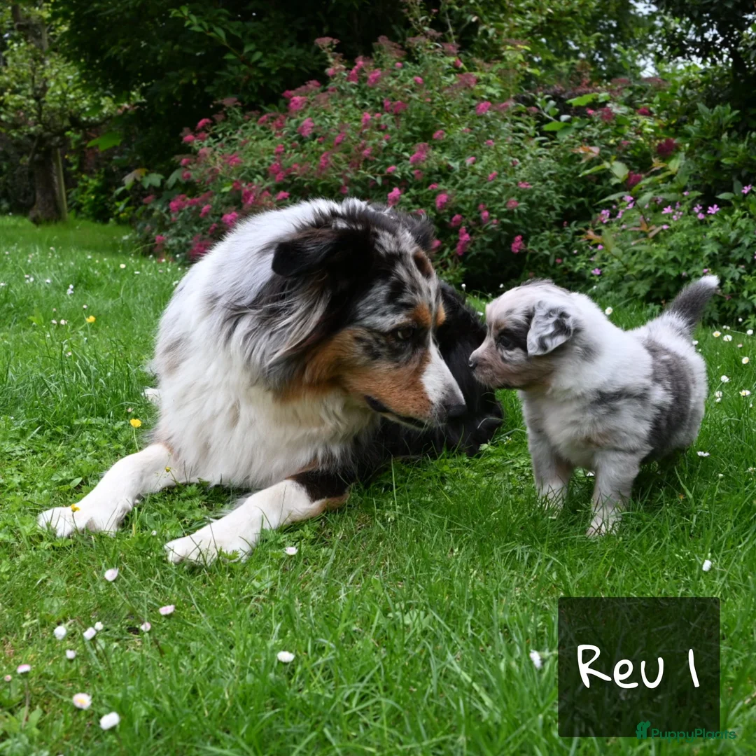 Australian Shepherd honden te koop: Australian Shepherd pups - Advertentie 2
