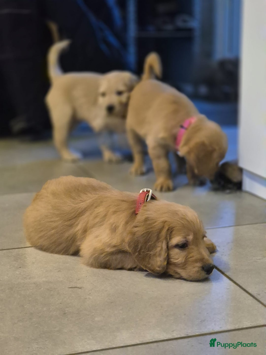 Goldendoodle honden te koop: Lieve Golden Doodle teefjes  - Advertentie 8