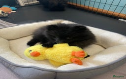 Pomeriaan honden te koop:  2 Prachtige pomeriaan/dwergkees pups. in Enkhuizen - Afbeelding 18