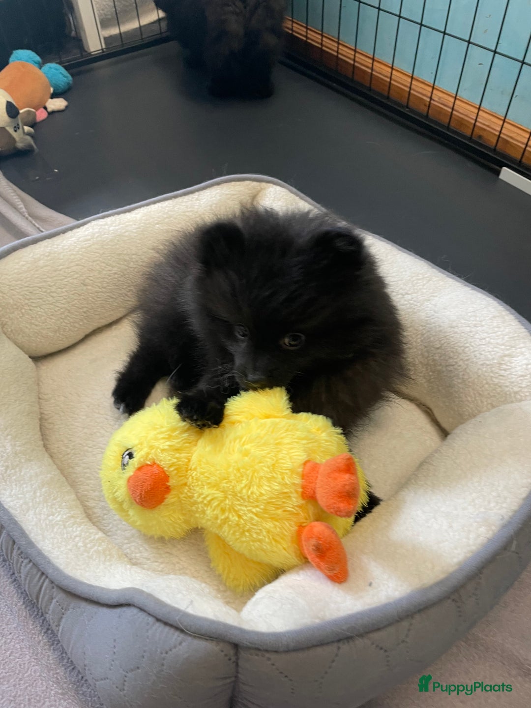 Pomeriaan honden te koop:  2 Prachtige pomeriaan/dwergkees pups. in Enkhuizen - Afbeelding 18