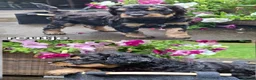 Labradoodle honden te koop: Labradoodle pups in 't Harde - Advertentie 12