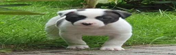 Kruising honden te koop: Laaste pup is nog op zoek naar een liefdevol thuis - Advertentie 10