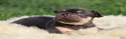 Franse Bulldog honden te koop: Franse Bulldog pups - Advertentie 6