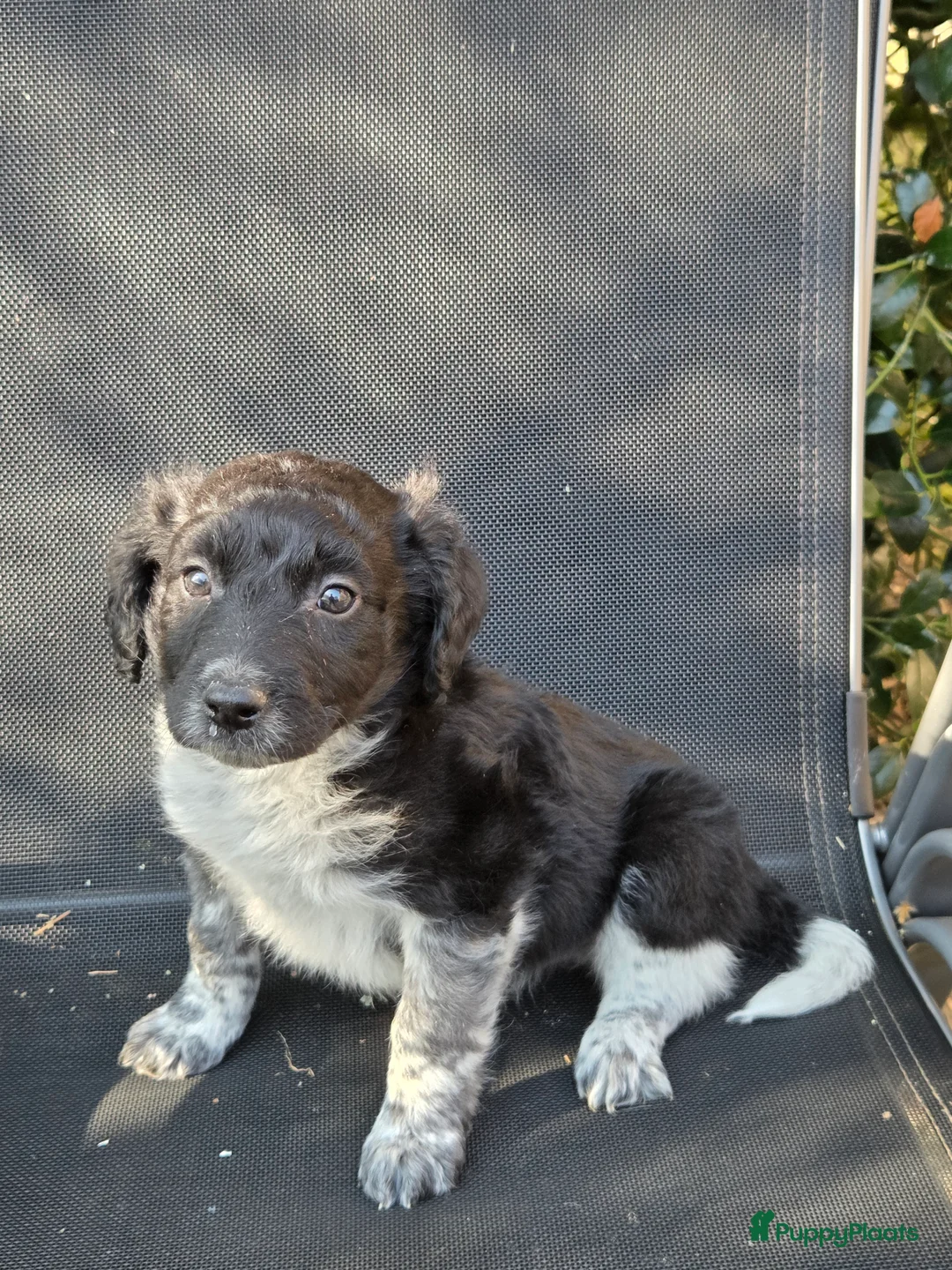 Kruising honden te koop: Friese stabij/heidewachtel pups - Advertentie 1