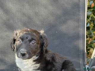 Kruising honden Friese stabij/heidewachtel pups - Advertentie 4