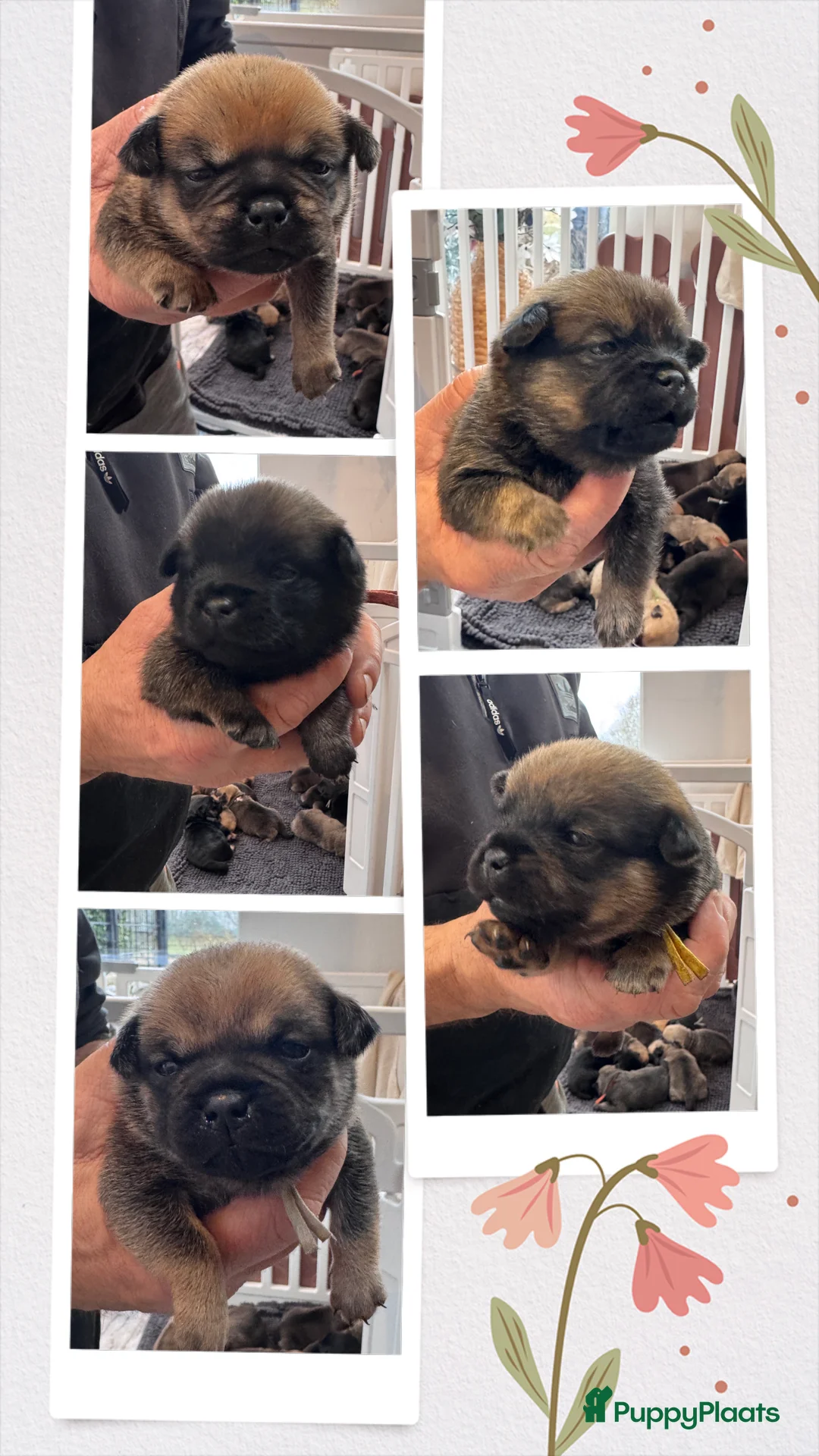 Retromops honden te koop: Mooie retromops pups - Advertentie 4