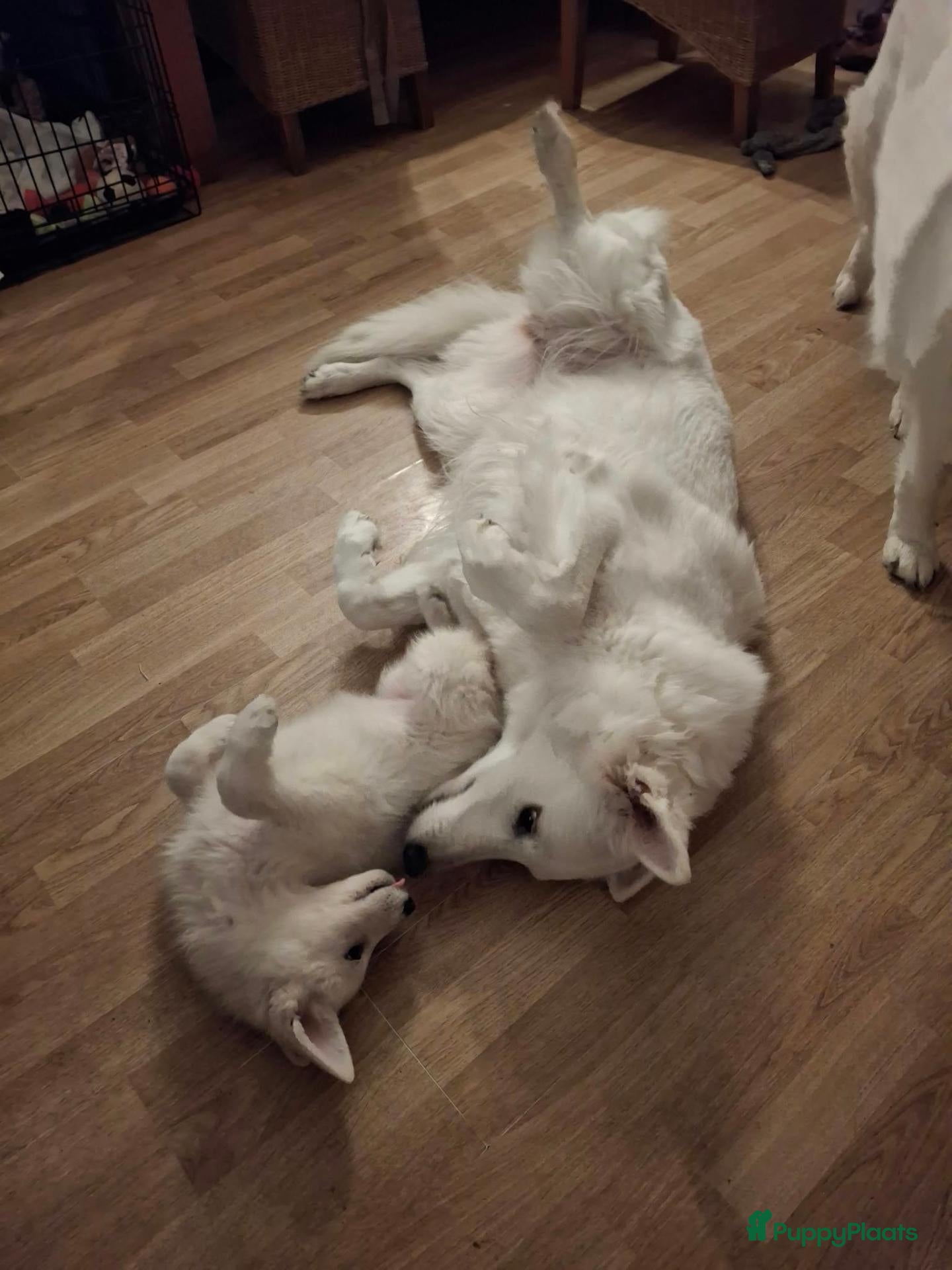 Zwitserse Witte Herdershond honden Zwitserse witte herder stokhaar pups - Advertentie 1
