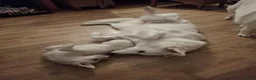 Zwitserse Witte Herdershond honden te koop: Zwitserse witte herder stokhaar pups in Beerta - Advertentie 1