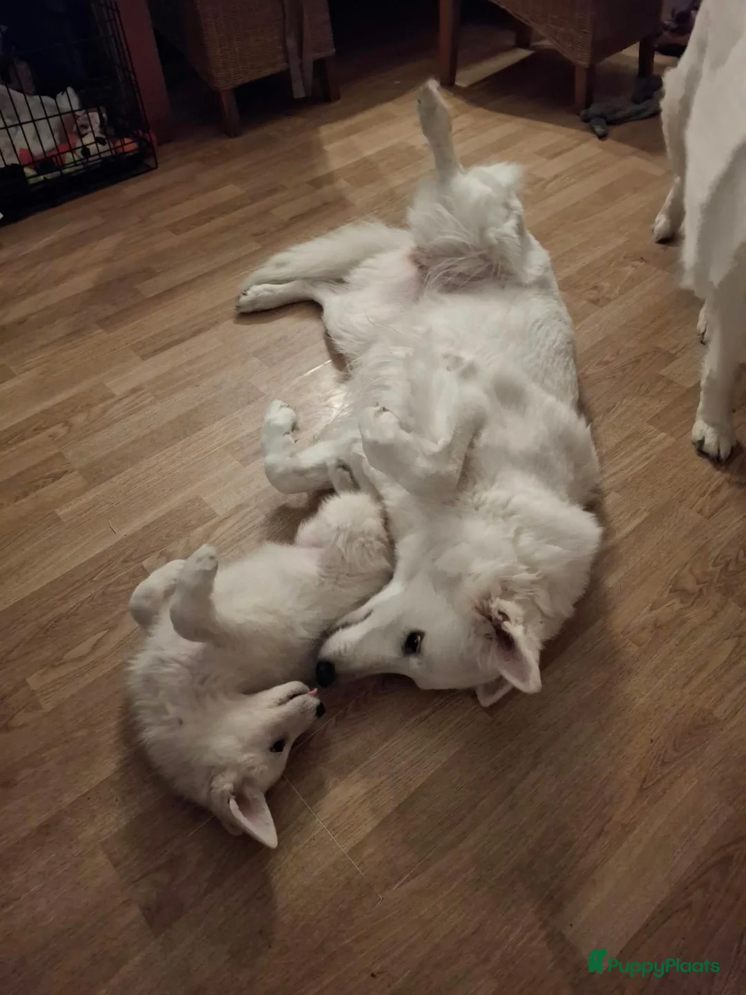 Zwitserse Witte Herdershond honden te koop: Zwitserse witte herder stokhaar pups in Beerta - Advertentie 1