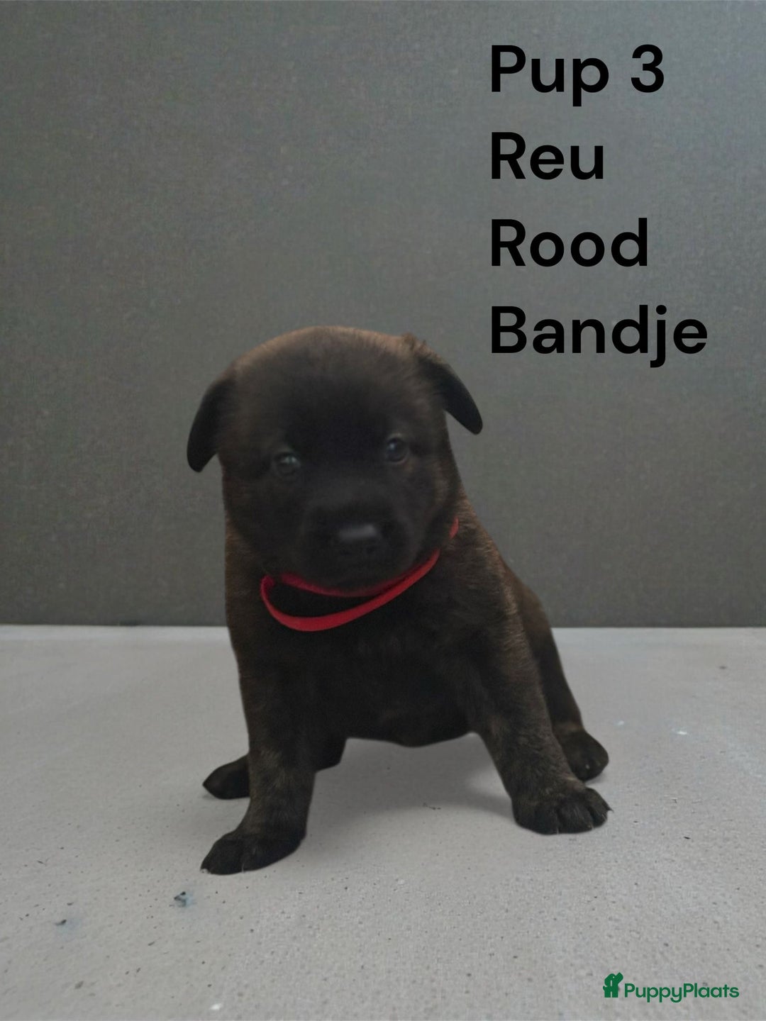 Kruising honden te koop: Kruising mechelse Hollandse herder x duitse herder - Advertentie 10