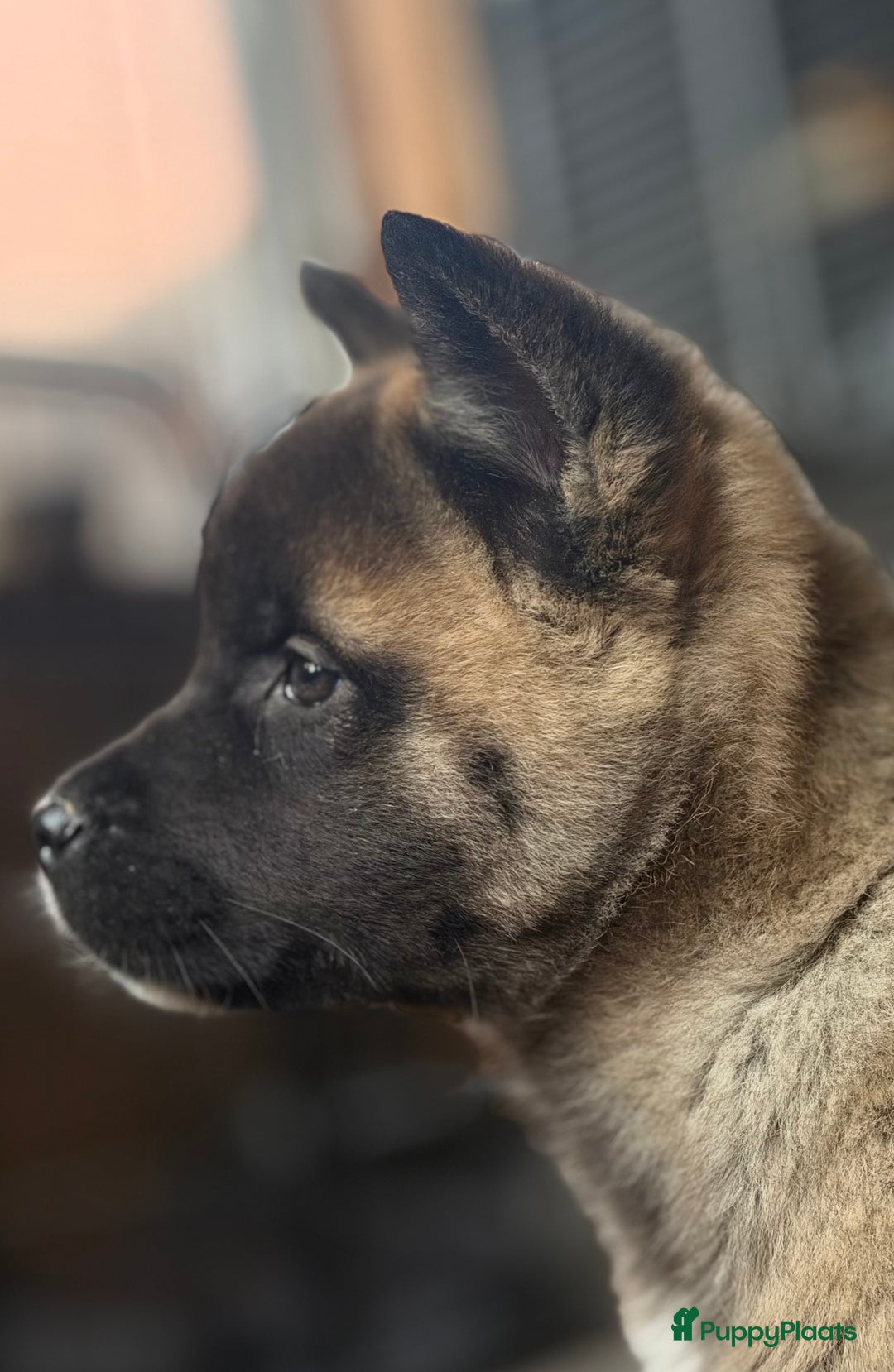 American Akita honden te koop: Prachtige American akita pups van unieke bloedlijn - Advertentie 11