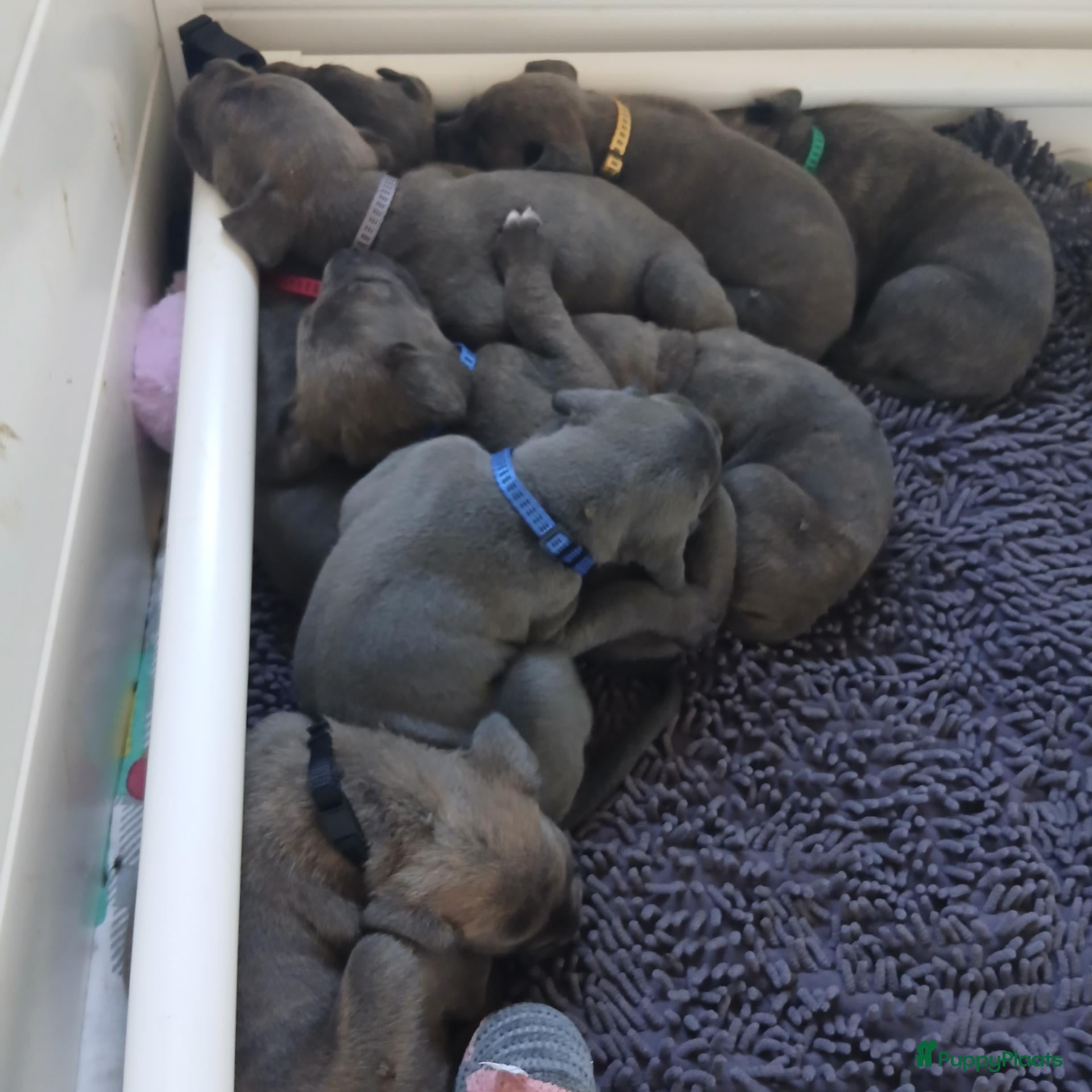 Cane Corso honden Nog 3 prachtige pups beschikbaar  - Advertentie 2