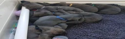 Cane Corso honden te koop: Nog 3 prachtige pups beschikbaar  - Advertentie 2