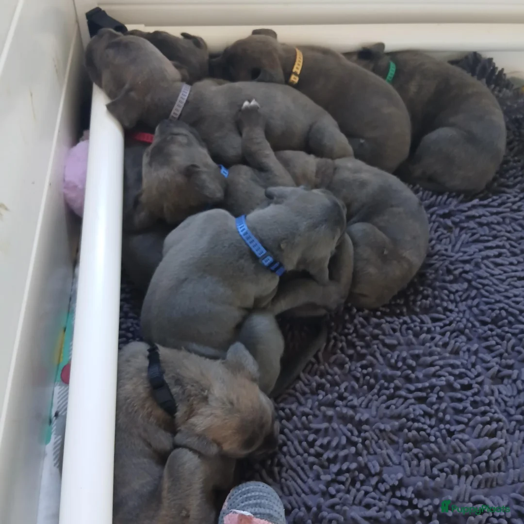 Cane Corso honden te koop: Nog 3 prachtige pups beschikbaar  - Advertentie 2