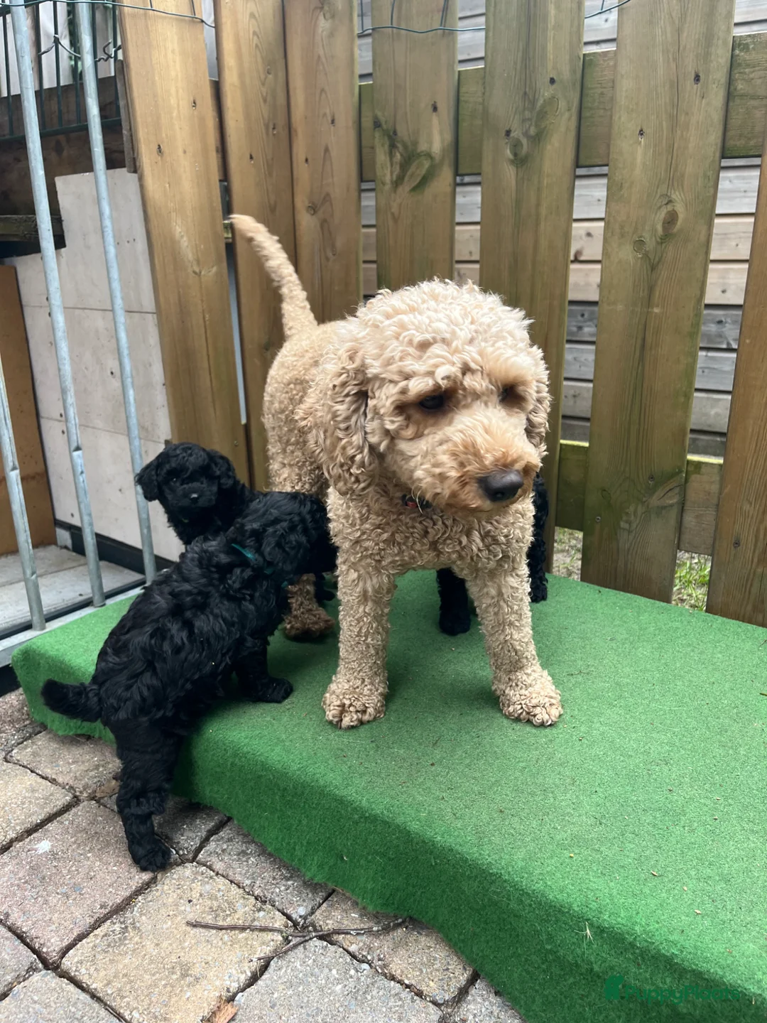 Maltipoo honden te koop: Maltipoo  - Advertentie 1