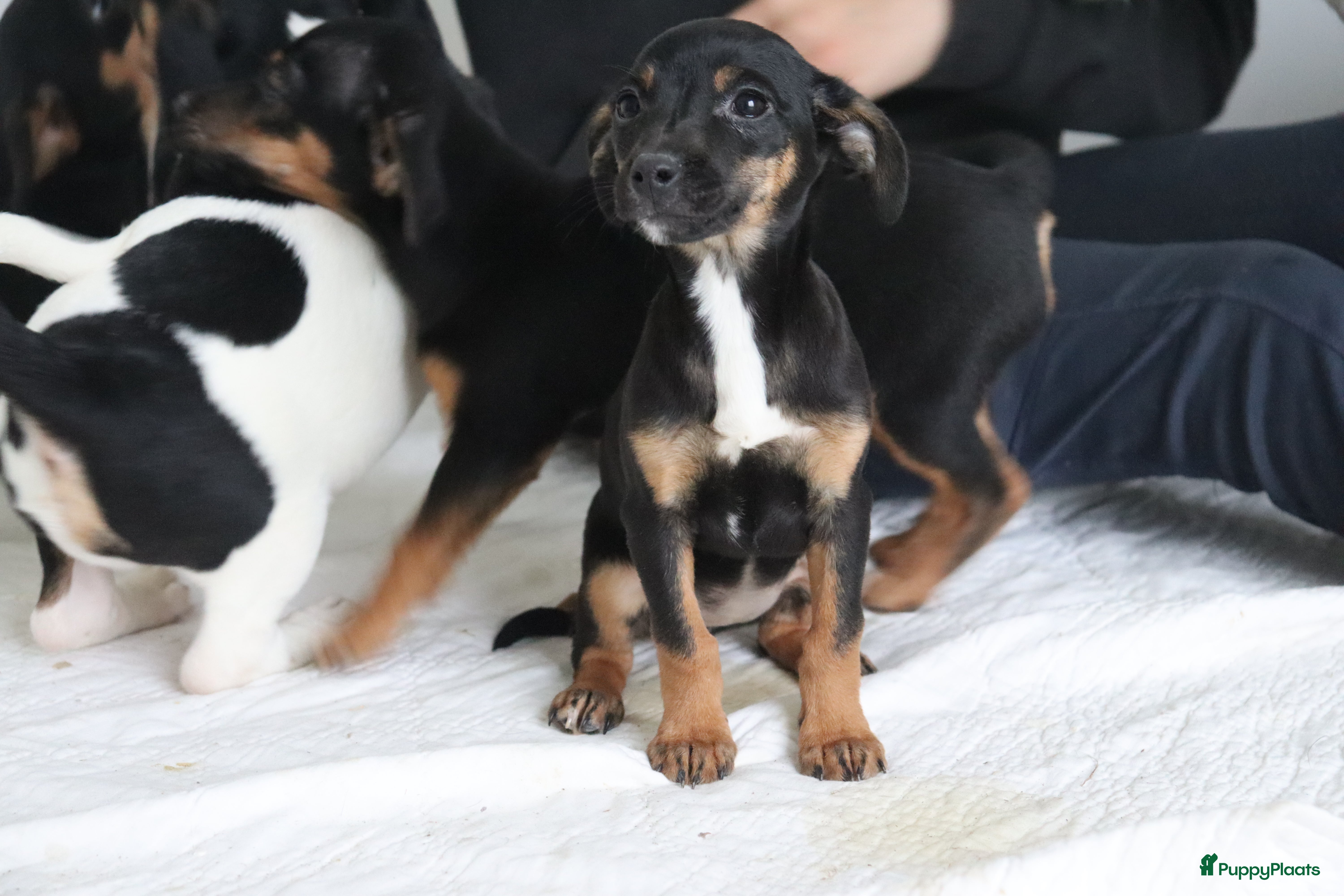 Jack Russel Terriër honden lieve Jack Russel pups  - Advertentie 4