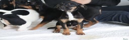 Jack Russel Terriër honden te koop: lieve Jack Russel pups  - Advertentie 1