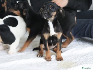 Jack Russel Terriër honden lieve Jack Russel pups - Advertentie 8