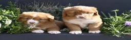Nova Scotia Duck Tolling Retriever honden te koop: Nova Scotia Duck Tolling Retriever pups # Toller - Advertentie 23