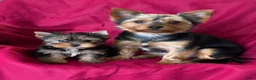 Yorkshire Terriër honden te koop: Yorkshire Terrier - Advertentie 4