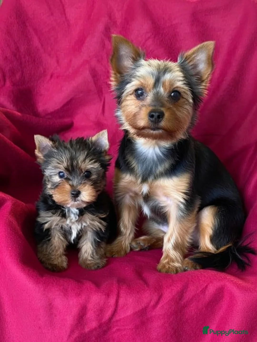 Yorkshire Terriër honden te koop: Yorkshire Terrier - Advertentie 4